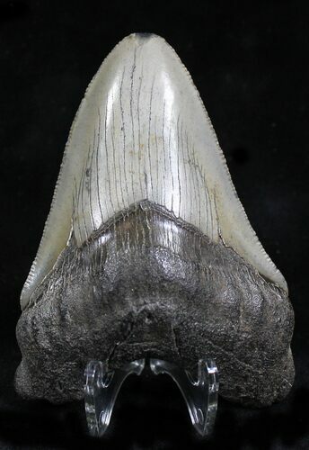 Nice Megalodon Tooth #21973